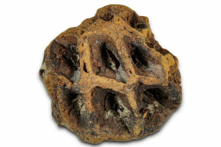 Fossil Pine Cone (Metasequoia) - Montana #352466